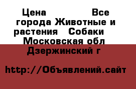 French Bulldog Male › Цена ­ 150 000 - Все города Животные и растения » Собаки   . Московская обл.,Дзержинский г.